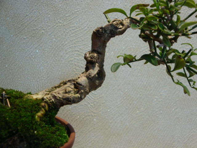 DSC00283.JPG