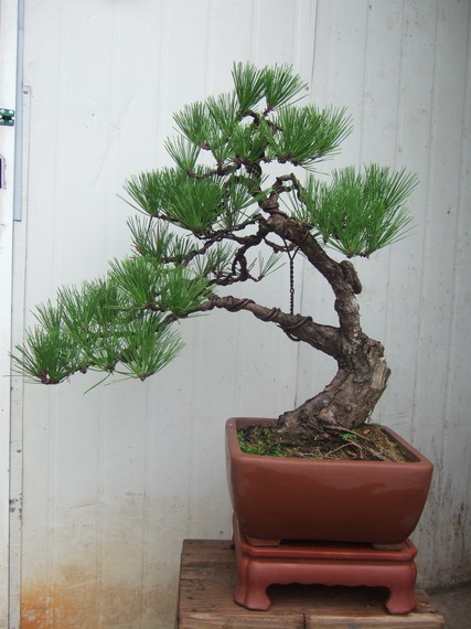 DSCF6698.jpg