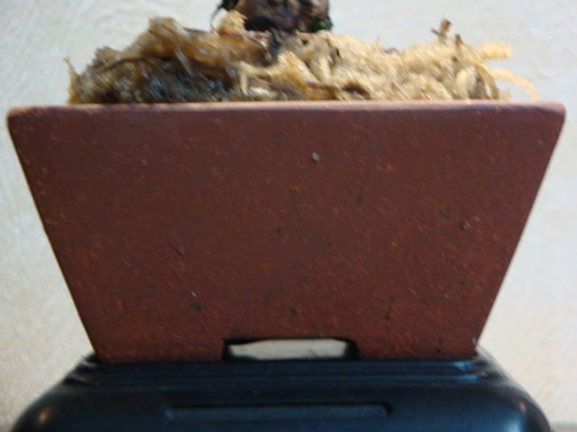 DSC00337.JPG