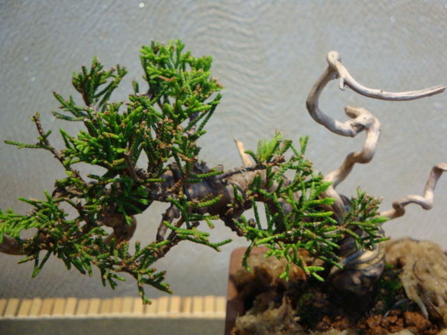 DSC00336.JPG