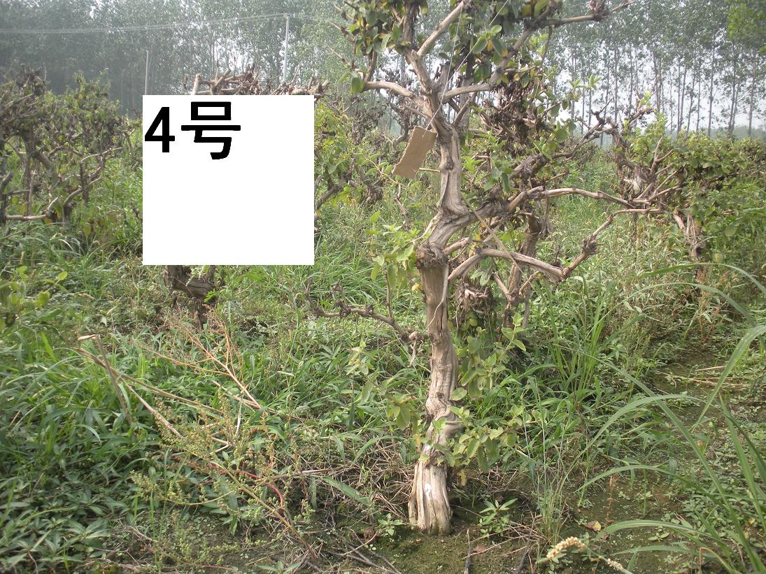 Ƭ 0004.jpg