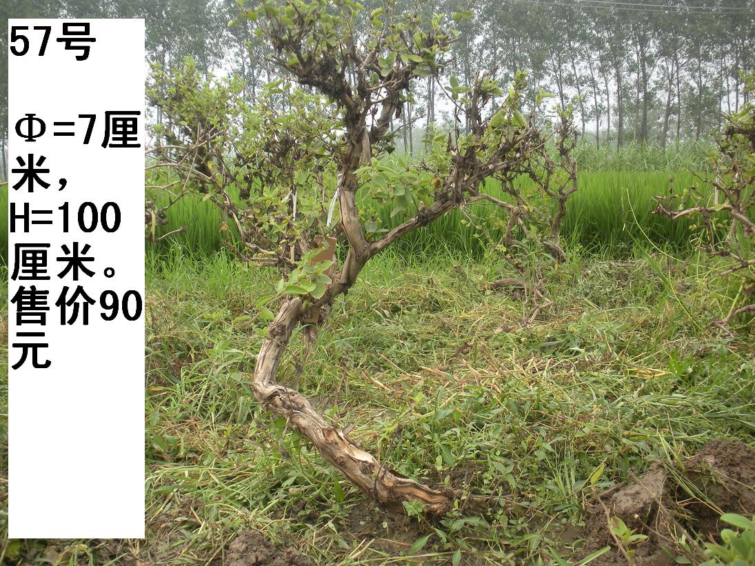 Ƭ 008.jpg