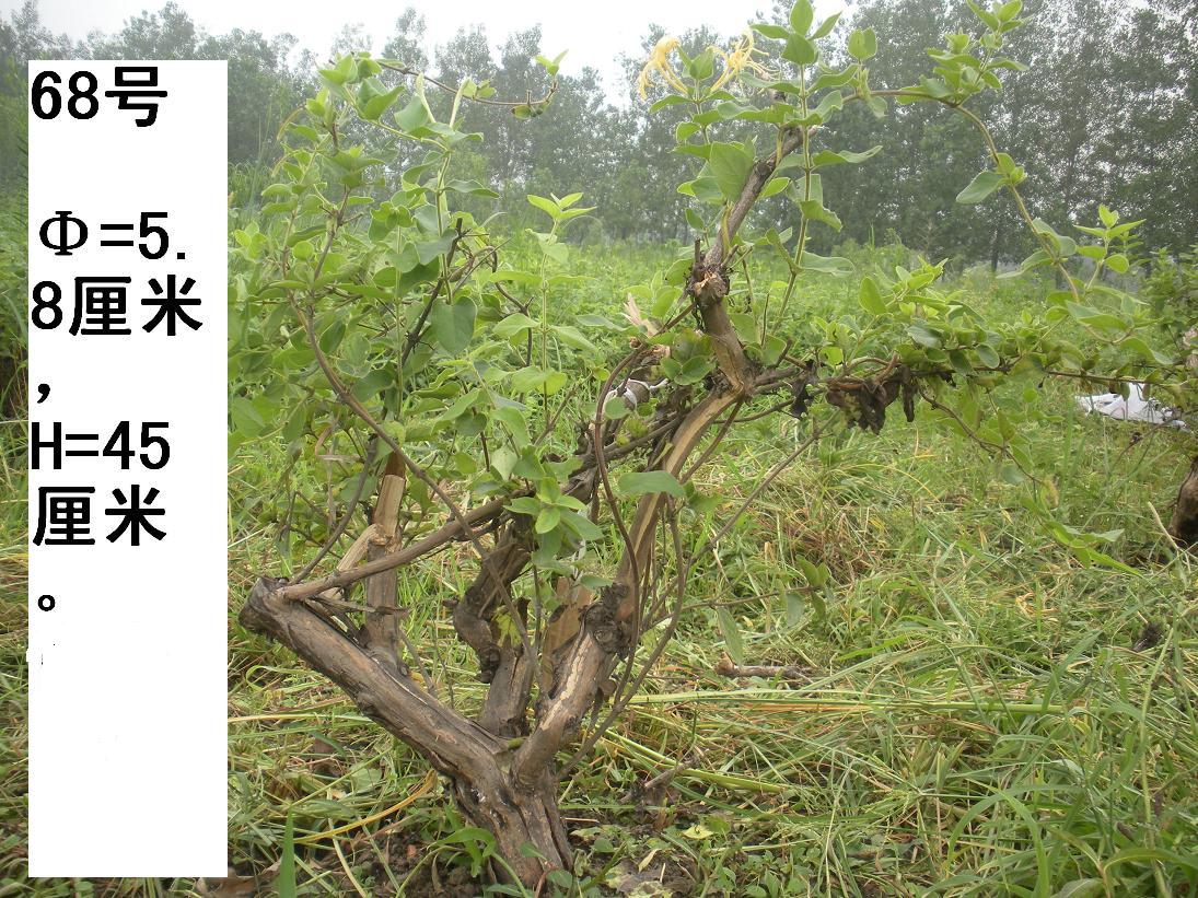 Ƭ 019.jpg