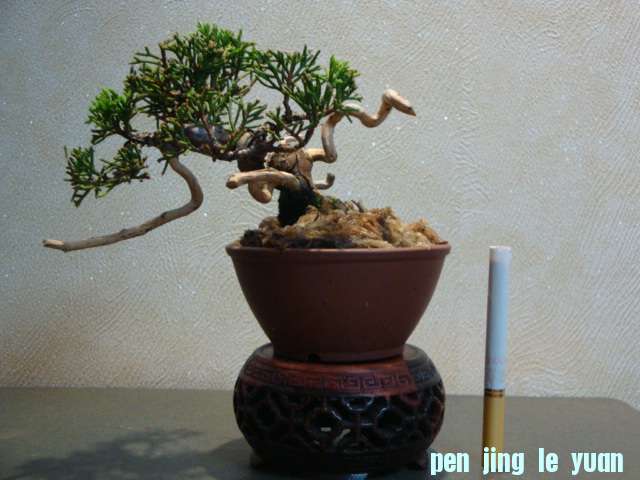 DSC00338.JPG