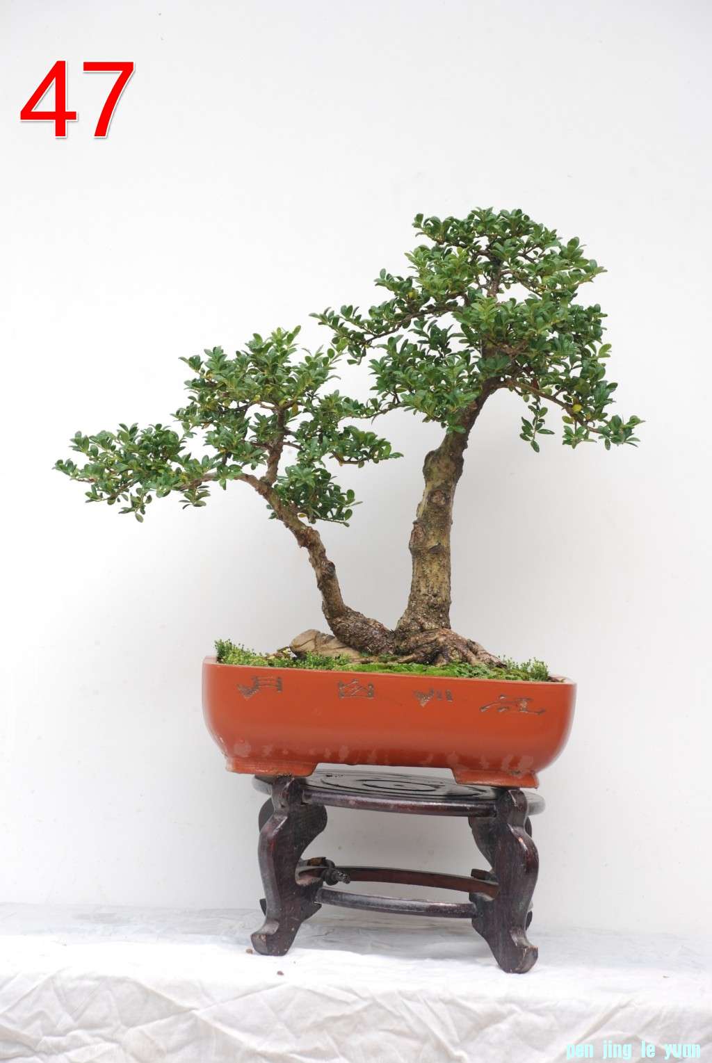  ׶ 48cm55cm.jpg