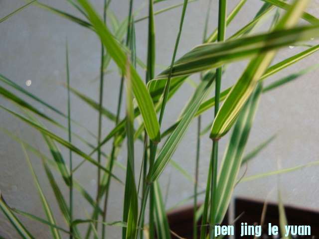 DSC00378.JPG