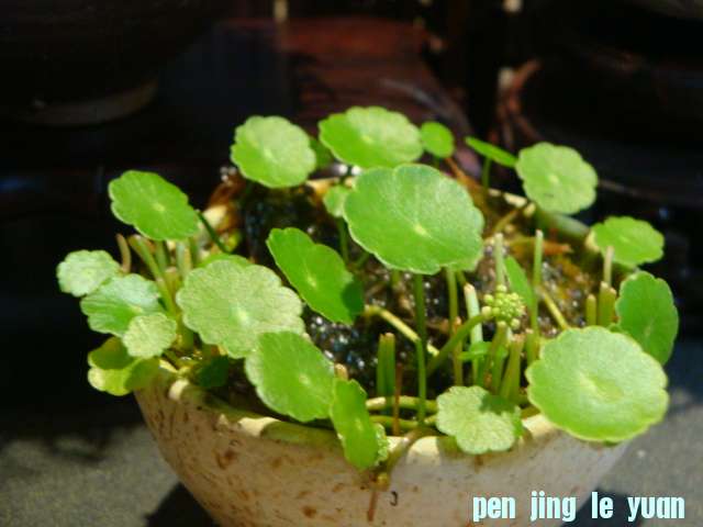 DSC00375.JPG