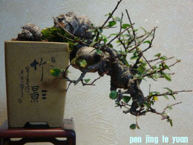 DSC00459.JPG
