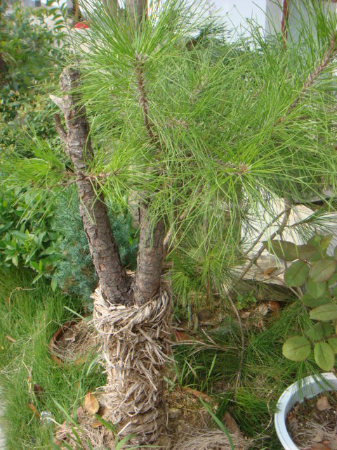 DSC02697.JPG