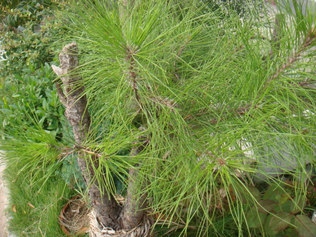 DSC02698.JPG