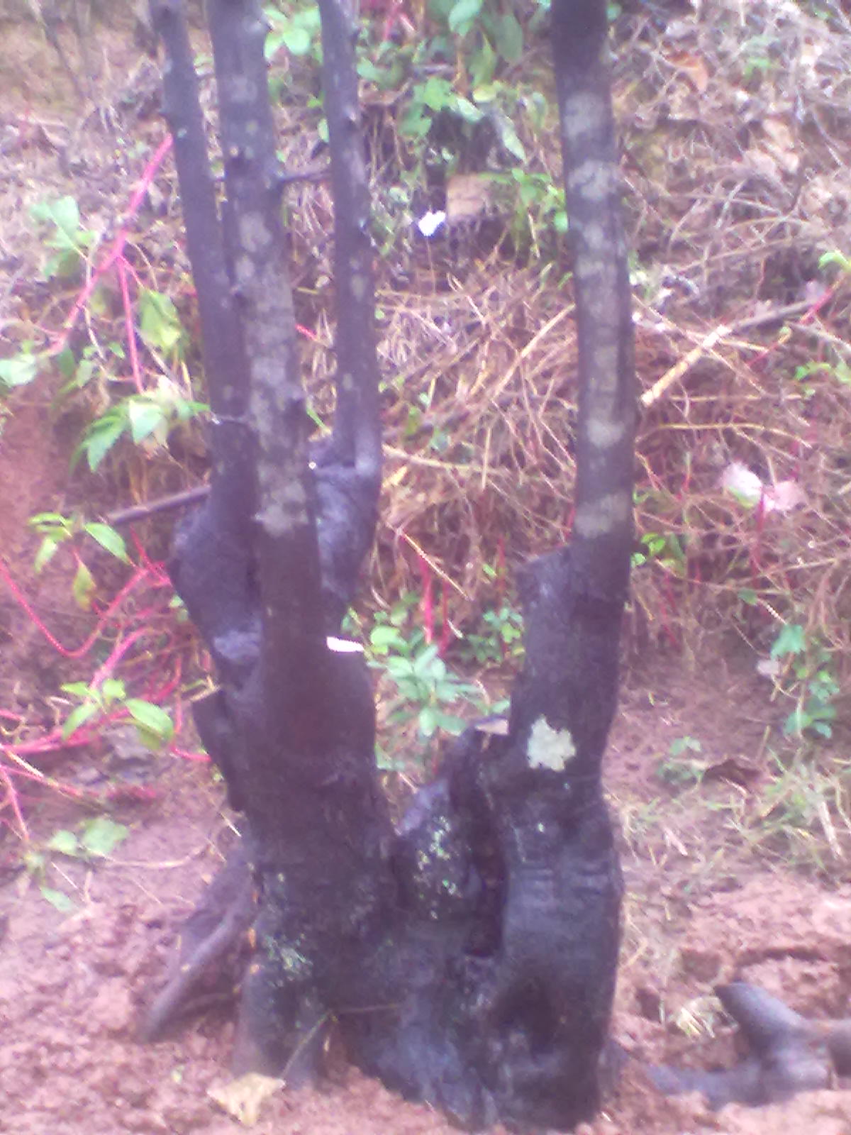20120918259.jpg
