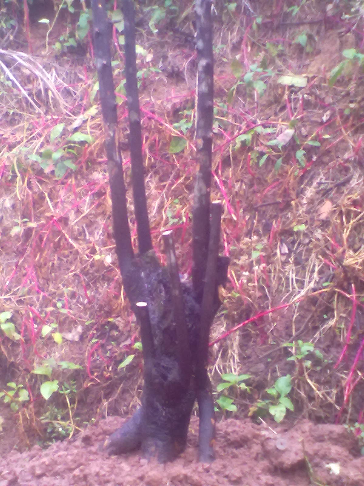 20120918260.jpg