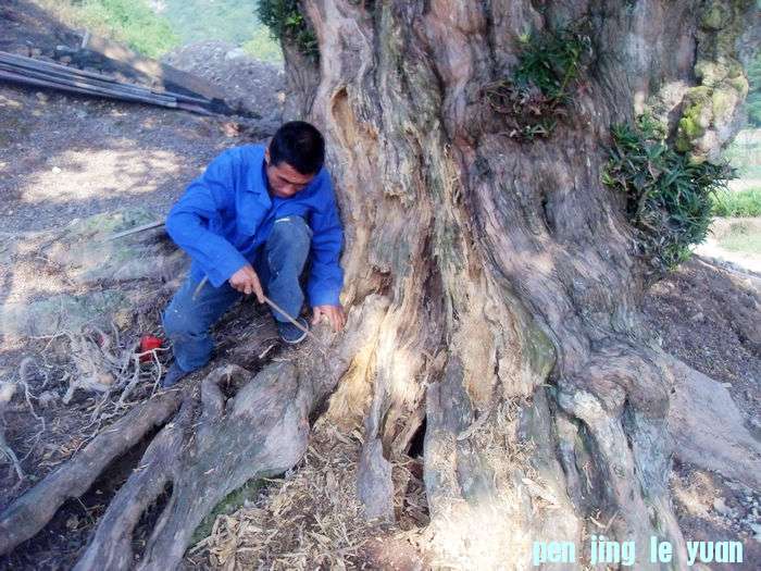 SDC13284.jpg