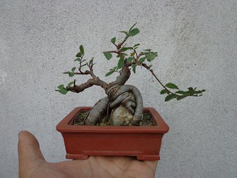 DSC00009.JPG
