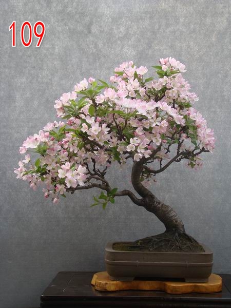 ƽ   65cm60cm  .jpg