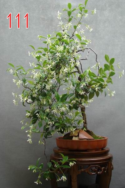   ʯ   65cm4cmƮ75cm .jpg