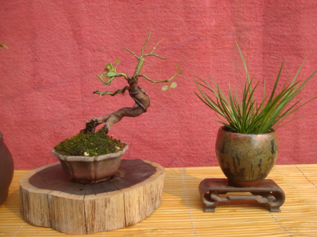 DSC04806.JPG