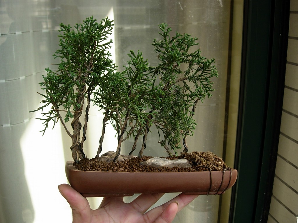 conew_dscn7517.jpg