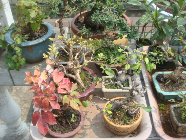 DSC04829.JPG