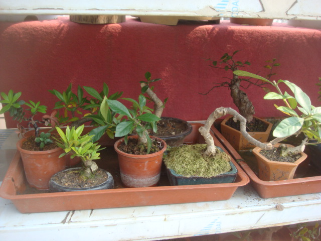 DSC04831.JPG