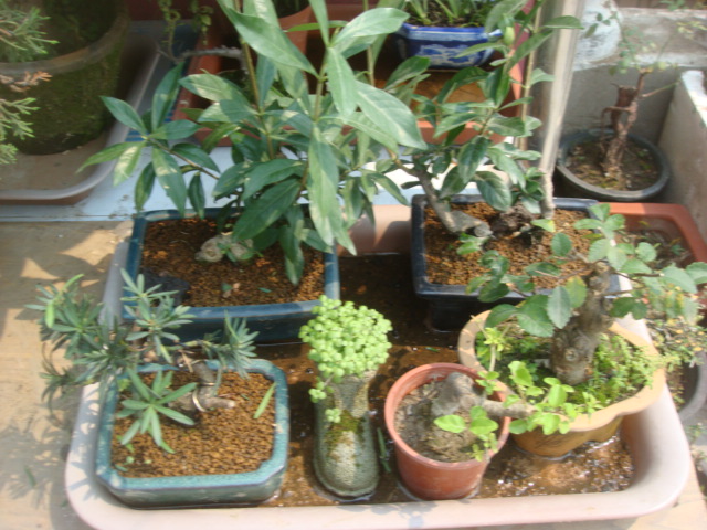 DSC04833.JPG