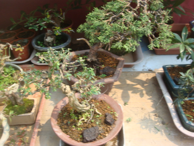 DSC04834.JPG