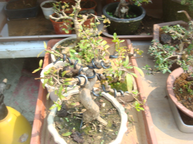 DSC04835.JPG