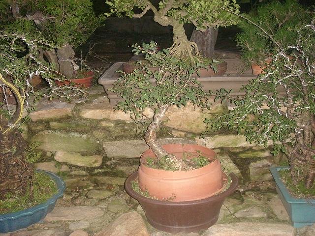 DSC06618.JPG