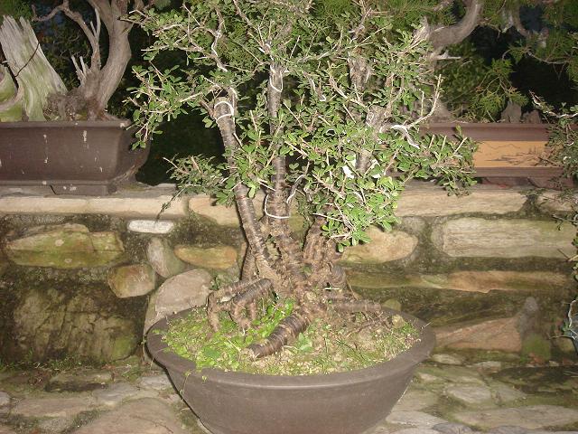 DSC06622.JPG