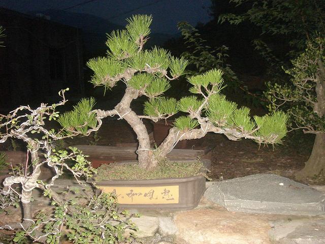DSC06637.JPG