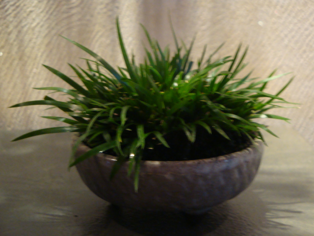 DSC00451.JPG