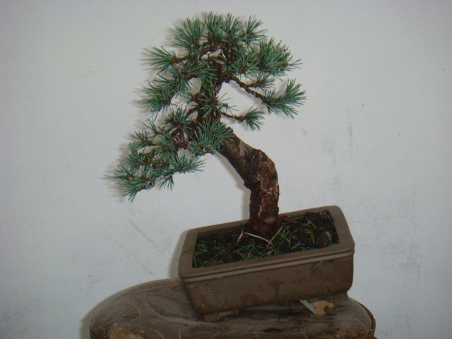 DSC09500.JPG