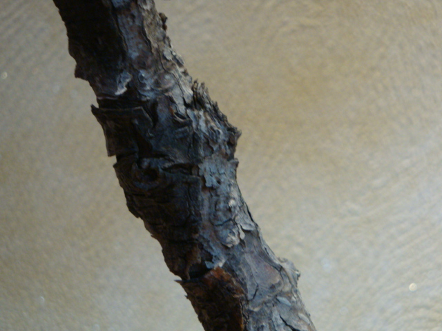 DSC00468.JPG