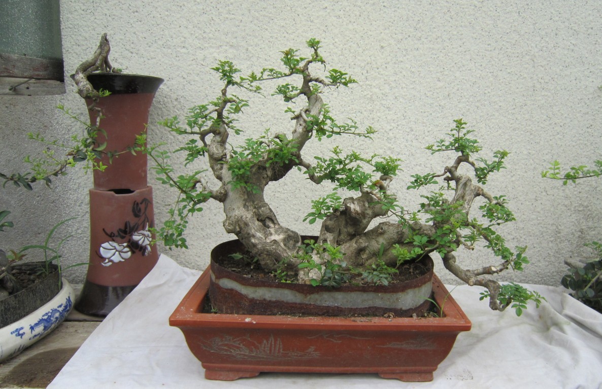Խڰ 40CM