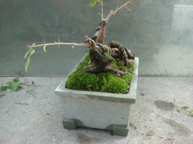 DSC04910.JPG