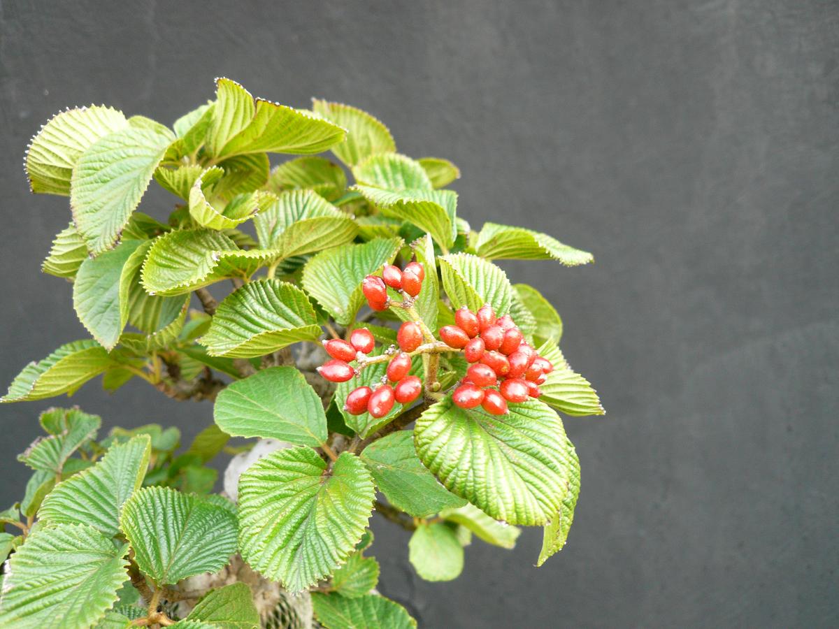P1100130.JPG