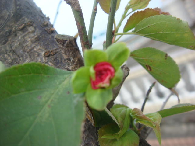 DSC04913.JPG