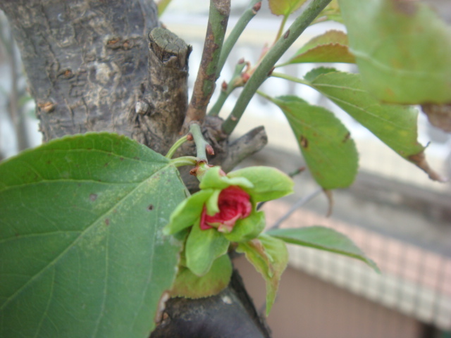 DSC04914.JPG