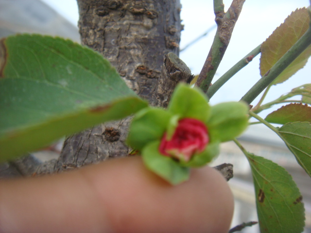 DSC04916.JPG