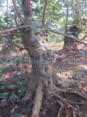 IMG_3446.JPG