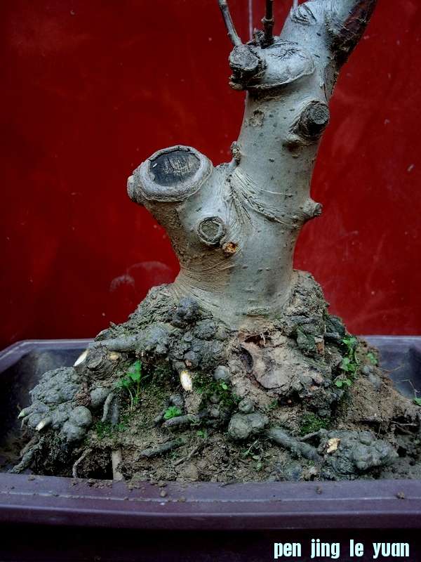 Ƭ0082.jpg