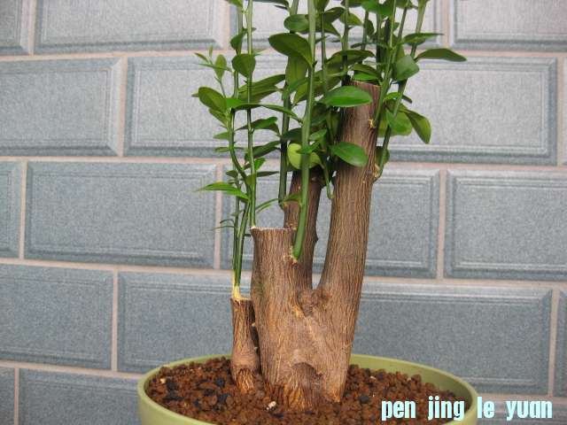 925b 037.jpg