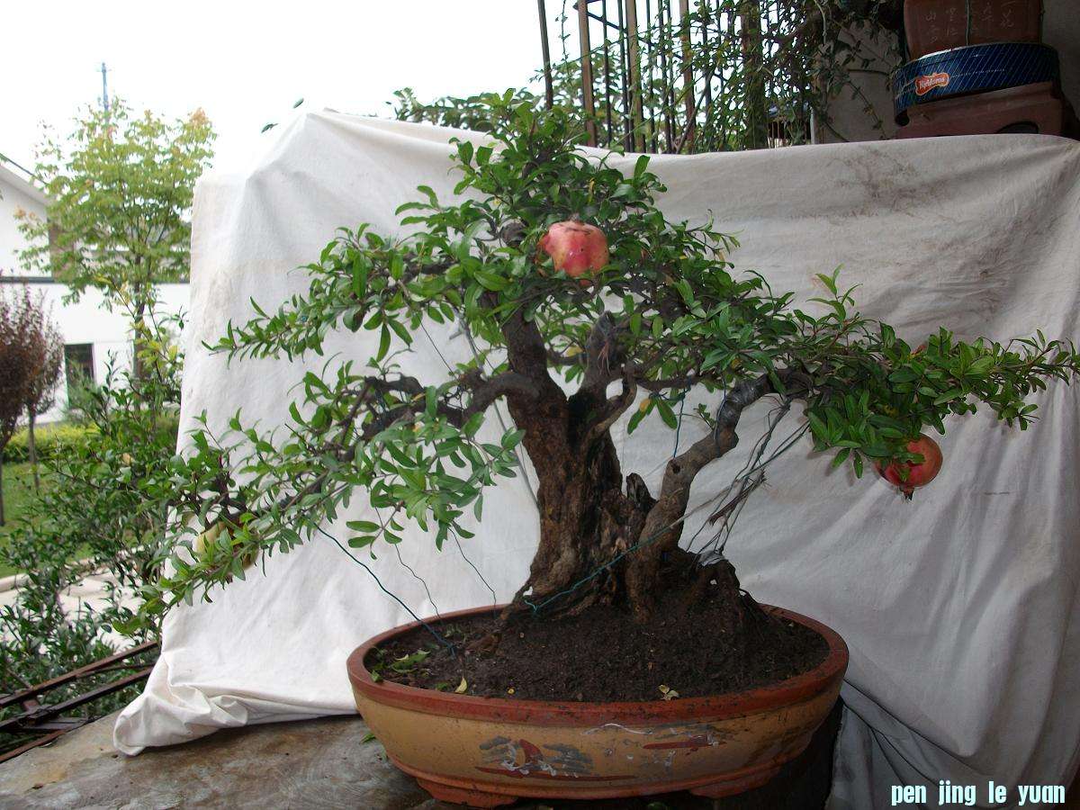 SANY0664.JPG