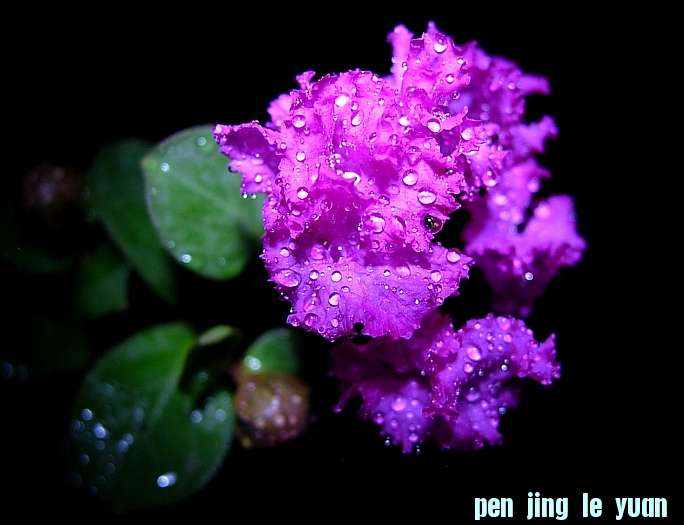 DSCN8158_conew2.jpg
