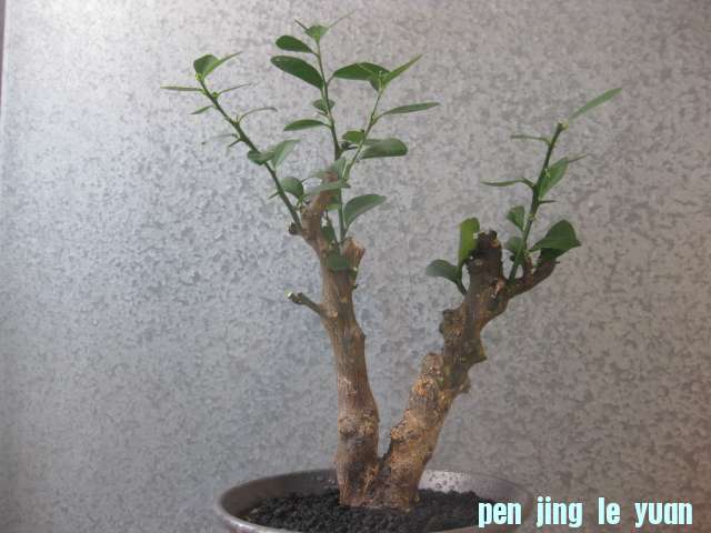927a 041.jpg