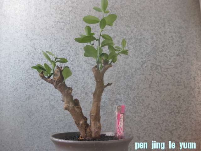 927a 042.jpg