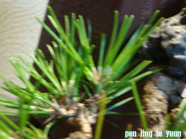 DSC00472.JPG