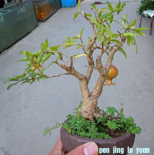 DSCN2010_.jpg