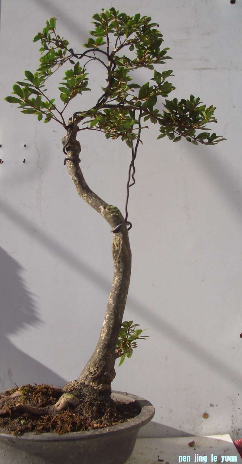 ʷ12729.JPG
