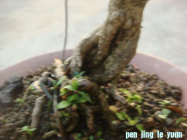 DSC04977.JPG